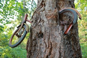 Bike embedded in tree on Vashon Island