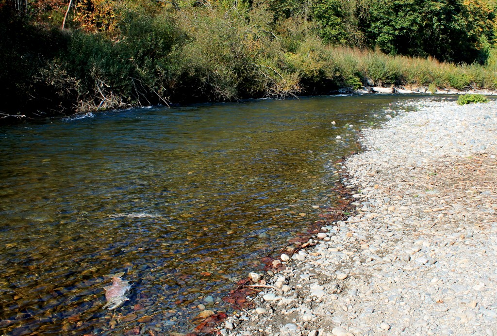 Salmon carcass along river bank at Cavanaugh Pond Natural Area