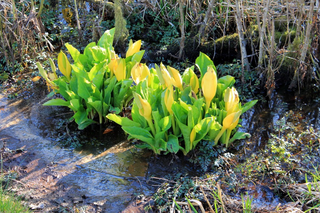 Skunk cabbage provides a strong whiff of spring for bicyclists Biking Bis